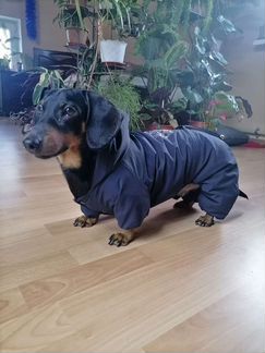 Комбинезон для таксы (спинка 36см)