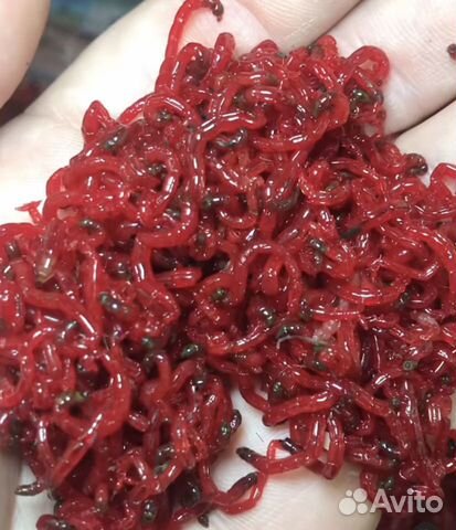 Мотыль,кормовой мотыль,опарыш,червь,прикормка и др