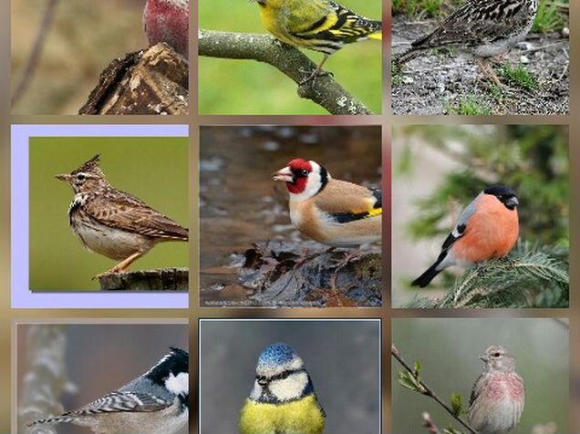 Домашние певчивые птицы. Зеленушка горихвостка. Авито певчие птицы. Обыкновенная зеленушка. Черноголовый щегол вьюрковые.