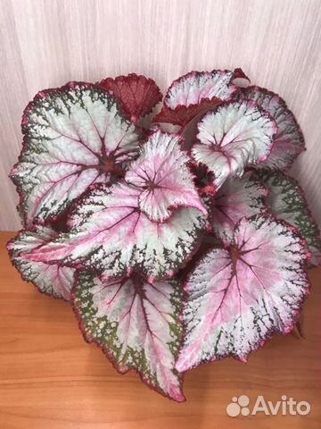 Бегония декоротивно-лиственная