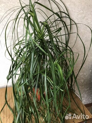 Нолина (бокарнея)