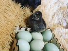 Яйца инкубационые