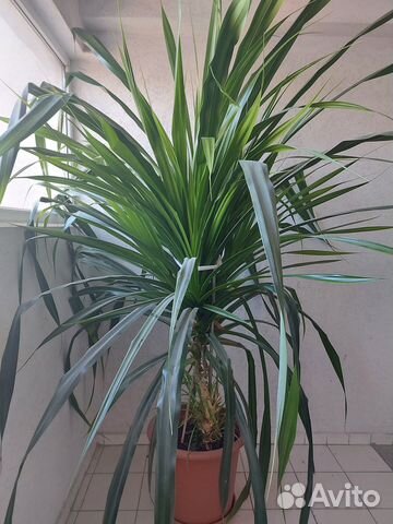 Пальма панданус