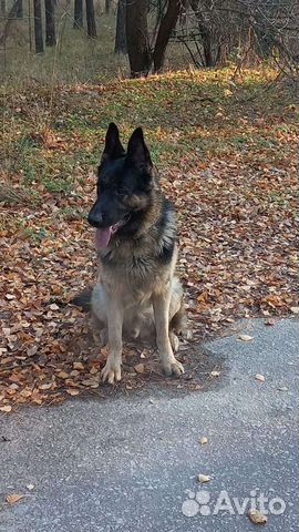 Немецкая овчарка для вязки