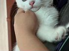 Белоснежный котик объявление продам