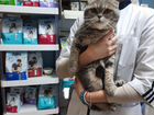 Британский котик ищет семью объявление продам