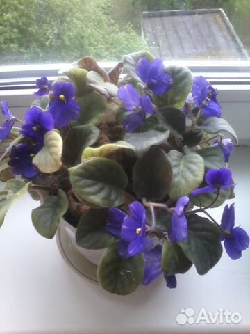 Фиалка. 3 цвета