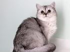 Серебристый британский котик объявление продам