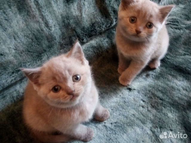 Британские котята лиловые