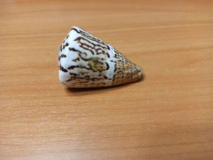 Морская раковина