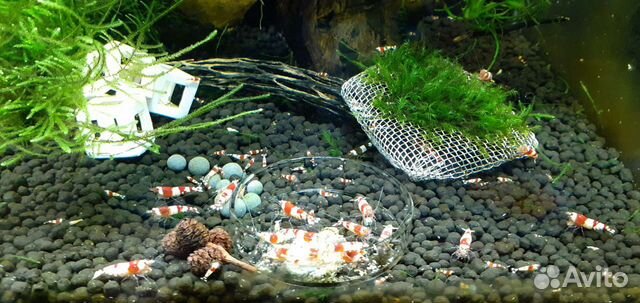 Аквариумные креветки красный кристалл