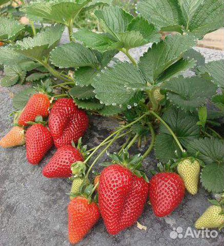 Клубника рассада - новинки. Саженцы ежевики