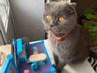 Шатланский веслоухий кот бесплатно объявление продам