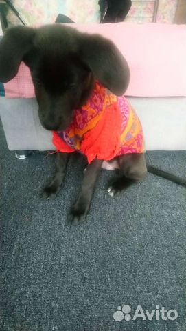 Жилетка теплая на собаку