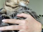 Ищет дом молодая шотландская вислоухая кошка объявление продам