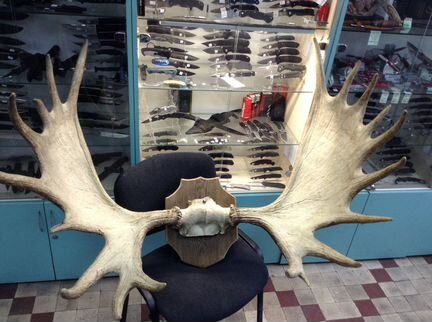 Рога крупные