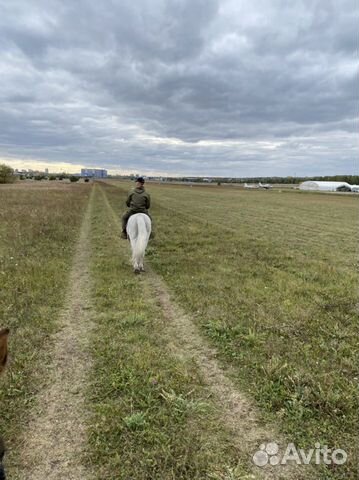 Прокат лошадей, конные прогулки