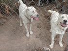 Собаки породы Алабай Цена:договорная объявление продам
