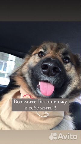 Собака щенок в добрые руки