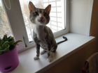 Стрижка котов и кошек в Тольятти объявление продам