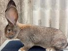 Кролики Гиганты Немецкий,Бельгийские Великаны объявление продам