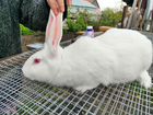 Кролики Белый паннон объявление продам
