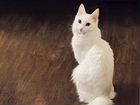 Турецкая ангора, чистокровные котята