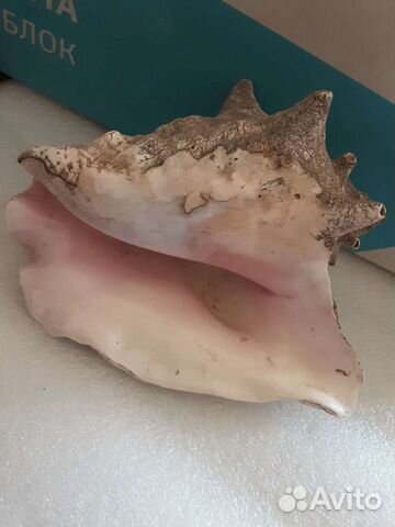 Ракушка большая