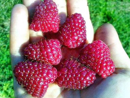 3 сорта малины: красная и жёлтая