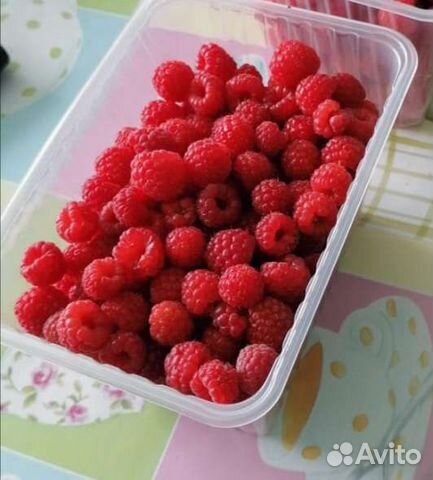 Саженцы малины