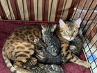 Бенгальские котята чистокровные объявление продам