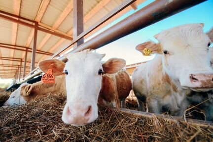 Молоко, сметана, творог, йогурт, масло