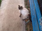 Сиамский кот бесплатно объявление продам