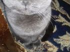 Британский кот, голубого окраса