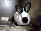 Кролики (Калифорния; Н.З.Б.) объявление продам