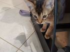 Котенок от абиссинской кошки объявление продам