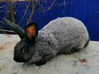 Кролики Палтавское серебро(Советское) объявление продам