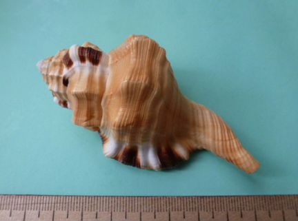 Морская раковина Cymatium lotorium
