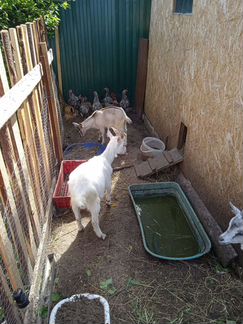 1 козел 1 коза 2 цесарки самцы 5 молодых петухов