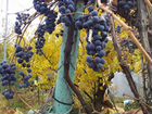 Доставка винограда по кг на дом/самовывоз