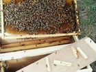Пчелопакеты с 15.04.22. будут В наличии объявление продам