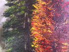 Осенний пейзаж маслом на холсте 60х80 см объявление продам