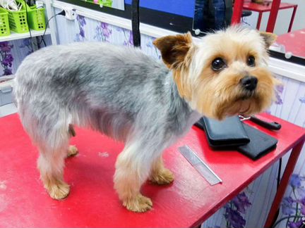 Стрижка(груминг) собак йоркширский терьер, шпиц