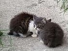 Кошка бобтейл с котятами