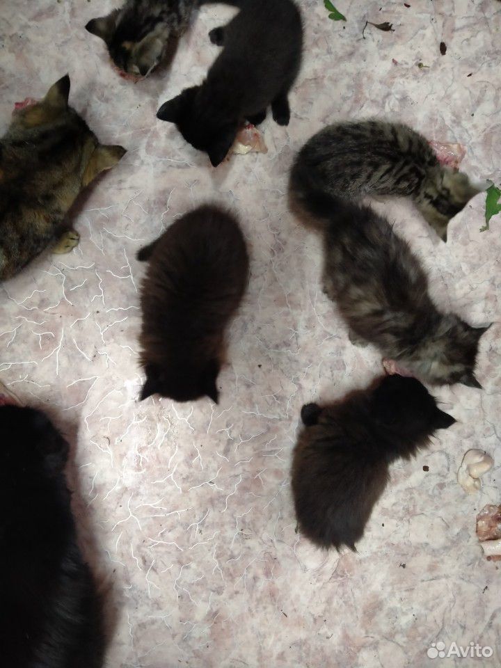 Котята крысоловы