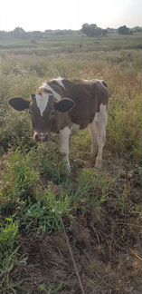 Корова телята и бычки - фотография № 3