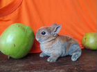 Домашние декоративные кролики объявление продам