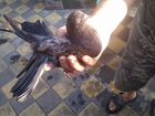 Продажа николаевских и кировоградских голубей