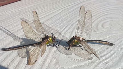 Стрекозы настоящие.мо