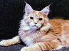 Кошка породы Мейн-Кун питомника «Original Roots»